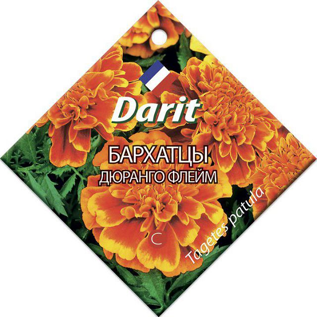 ���� ������ �������� DARIT ������� ����� 10��  