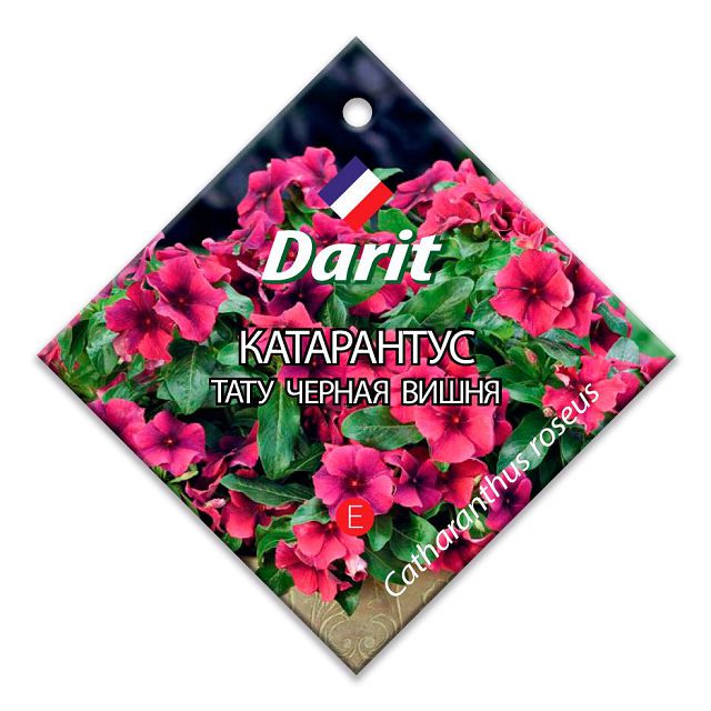 ���� ������ ���������� ���� ������ ����� DARIT 5��  