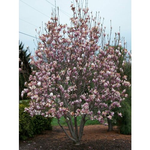     (Magnolia soulangeana), 5 