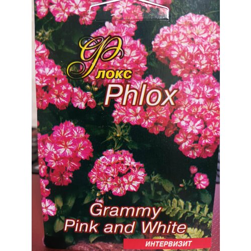   Phlox Grammy Pink and White 