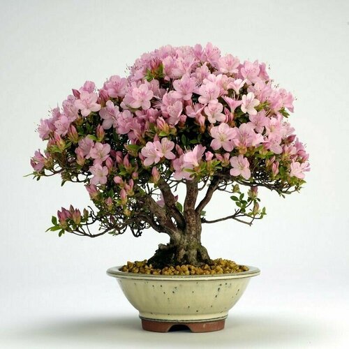  ,   (Rhododendron SCHLIPPENBACHII), 
