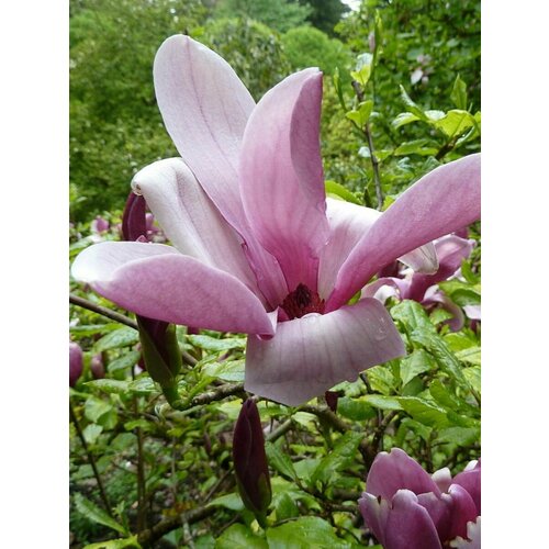     (Magnolia liliiflora), 5 