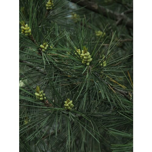     15. (Pinus gerardiana)