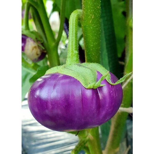       (Thai Round Violet) / Seeds And Goods /   zip-lock   15 