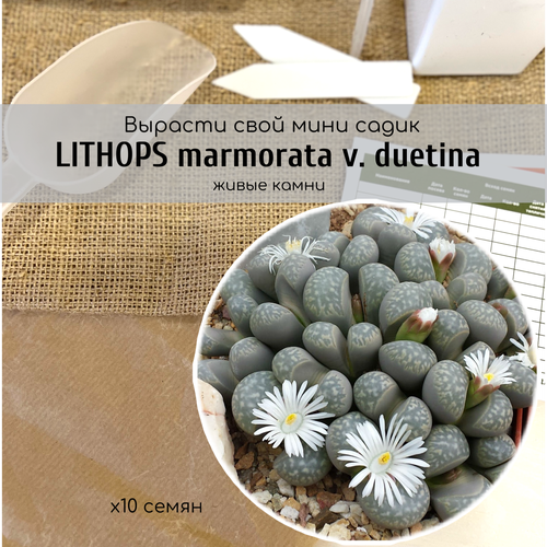    Lithops marmorata v. duetina    .  -     