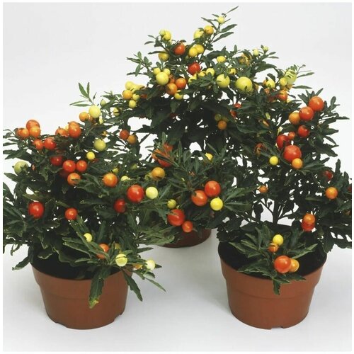    (Solanum capsicastrum) 4 .