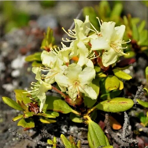      (, Rhododendron aureum) 25 .