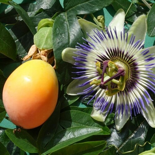     () / Passiflora caerulea, 5 