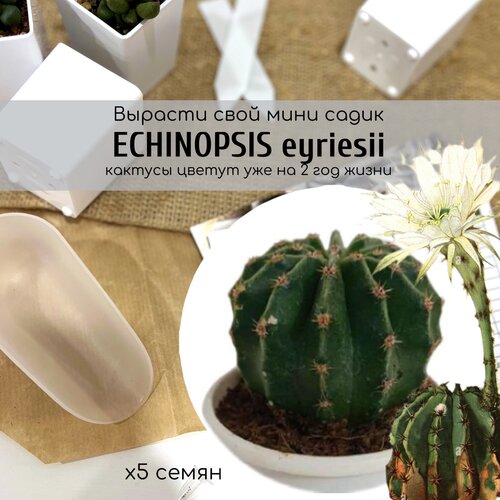    ,       . Echinopsis eyriesii    