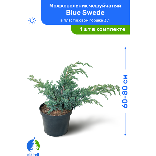    Blue Swede ( ) 60-80     3 , ,   