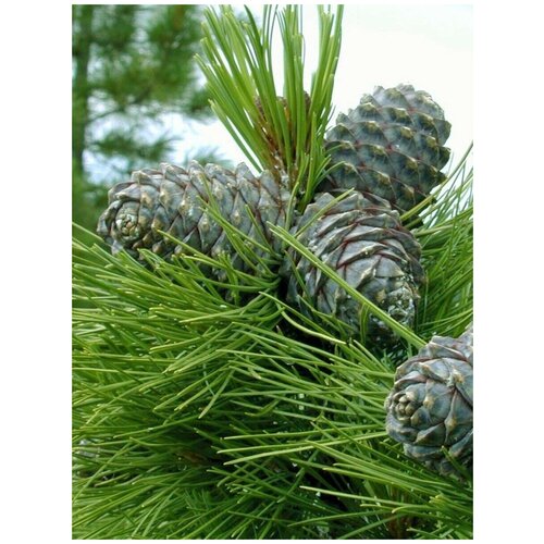     (Pinus sibirica), 350 