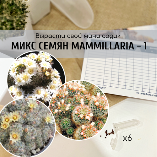       (: Mammillaria crinita v. Seideliana prolifera / zeilmanniana v albiflora )    