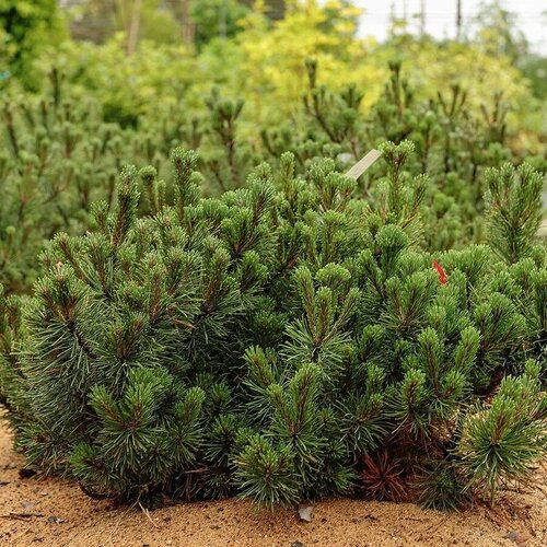      (Pinus mugo Pumilio), 20 