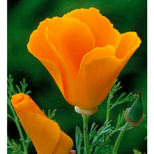    (. Eschscholzia californica)  100