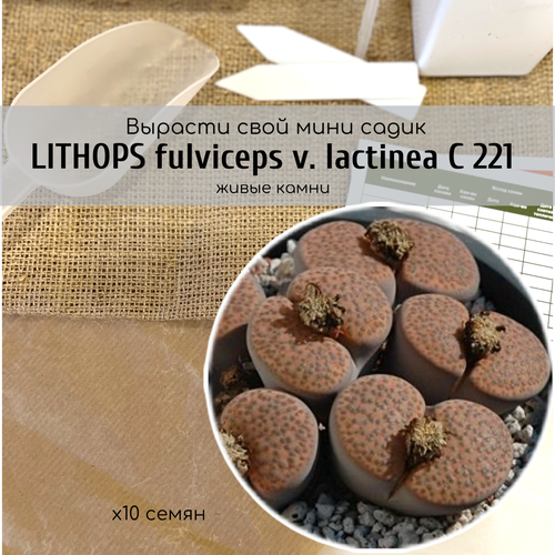   Lithops fulviceps var. lactinea  /   -   /    