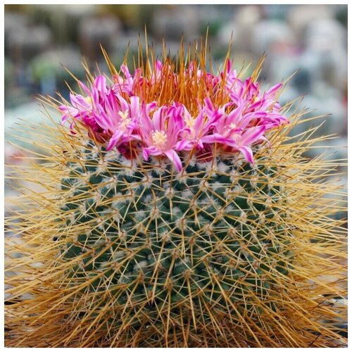      Mammillaria apozolensis v. saltensis L-1045 10 .