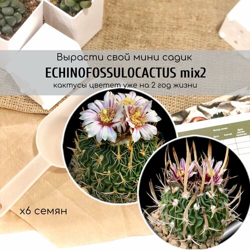             / Echinofossulocactus erectocentrus end grandicorni