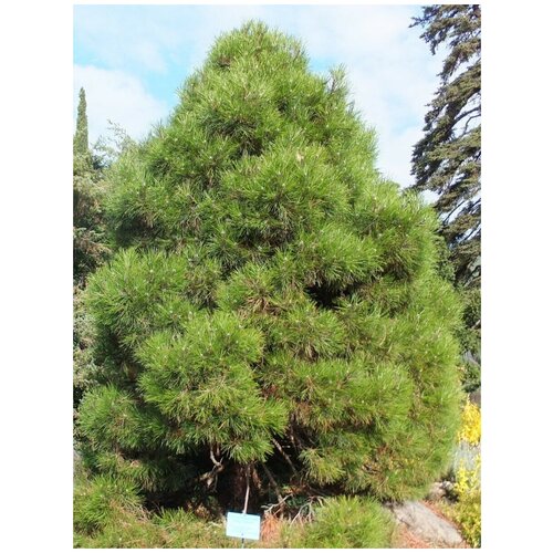     (Pinus nigra pallasiana), 150 