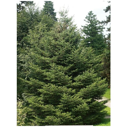      (Abies holophylla), 15   -     , -,   