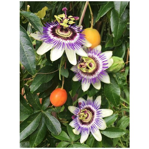    ( ) / Passiflora edulis, 5 