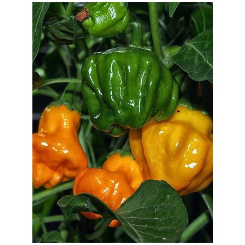     Jamaican hot orange ( ), 5 