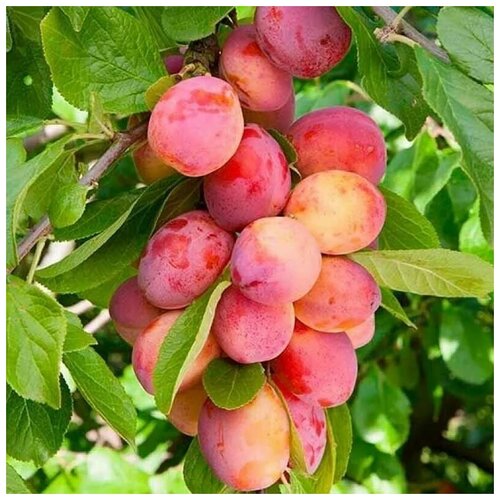    (. Prunus cerasifera)  5