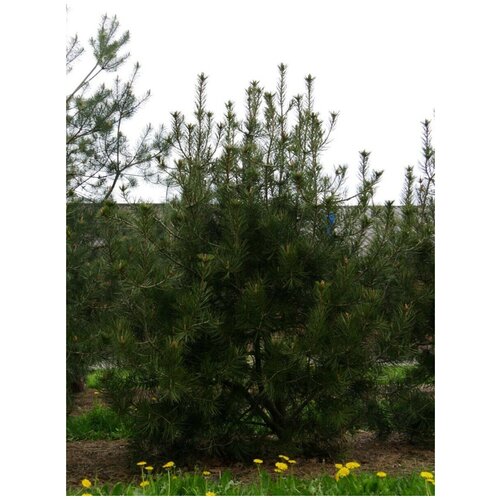     (Pinus bungeana), 10 