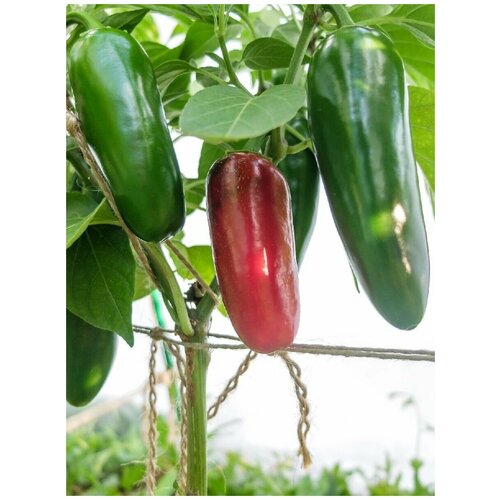     Jalapeno giant red (  ), 5 