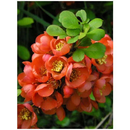     (Chaenomeles japonica), 15 