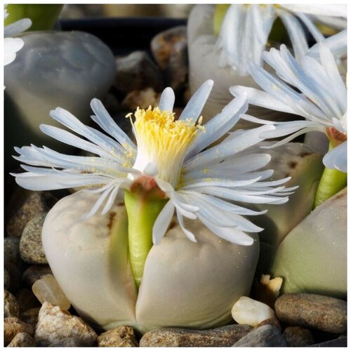      Lithops julii pallid SB-1344 10 .