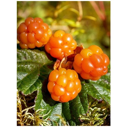     (Rubus chamaemorus), 5 