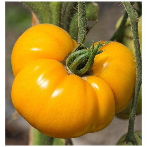     (. Tomato Brandywine Yellow)  10