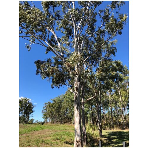     (. Eucalyptus tereticornis)  500