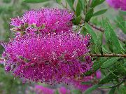 Каллистемон (Краснотычинник) Каллистемон - Callistemon