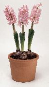 Гиацинт Гиацинт восточный - Hyacinthus orientalis