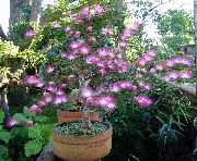 Каллиандра Каллиандра - Calliandra