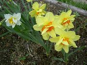 Нарцисс Нарцисс - Narcissus