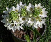 ������������ ������������ - Ornithogalum