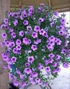 �������� (������ �������) �������� ��������� ������ F1 