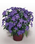 Броваллия Browallia speciosa 'Blue Bells'