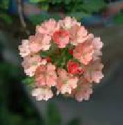 Вербена Вербена гибридная — Verbena hybrid