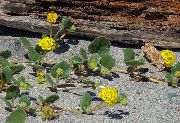 Вербена Yellow sand-verbena, Abronia latifolia