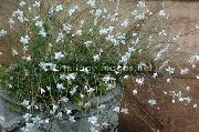 Гаура Gaura lindheimeri 'Geyser White'