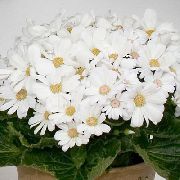 Крестовник однолетний (Цинерария)