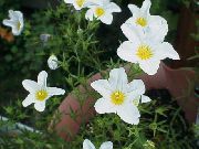 balcony flowers Nierembergia Nierembergia