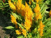Целозия Целозия серебристая перистая — Celosia argentea