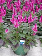 Целозия Целозия серебристая перистая — Celosia argentea