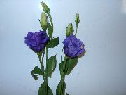 balcony flowers Eustoma Eustoma-Lisianthus