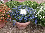 Анагаллис Anagallis 'Angie Blue