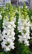 ���������� (������� ���) ���������� (������� ���) - Antirrhinum